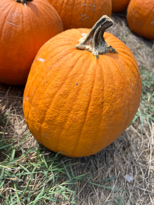 Large Jack o Lantern