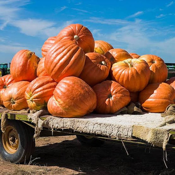 Big Mac giant pumpkins for wholesale orders in Austin