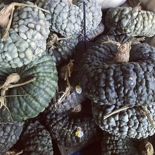 Choga warted pumpkins for wholesale orders in Austin