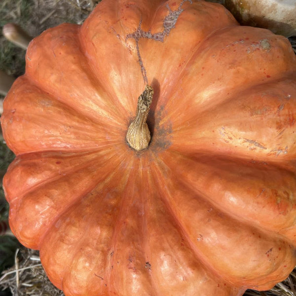 Cinderella pumpkins for wholesale orders in Austin