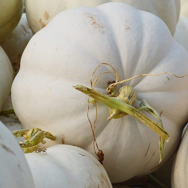 Crystal Star white pumpkins for wholesale orders in Austin