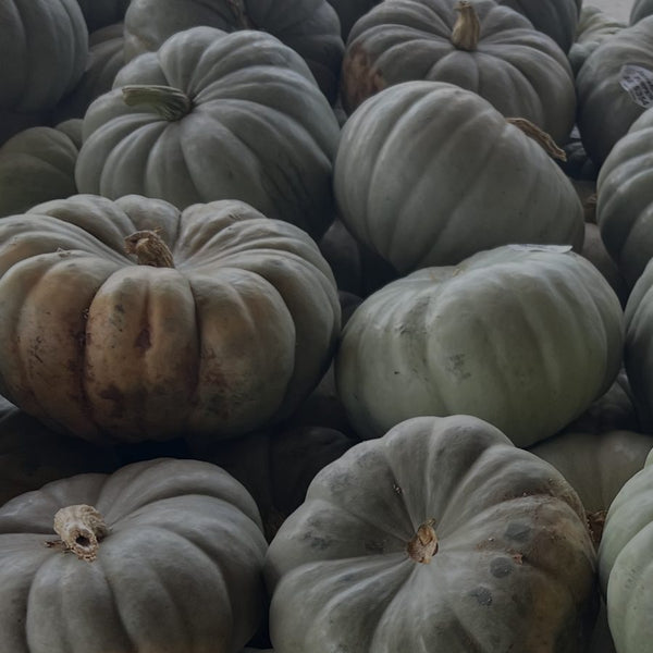 Fairytale heirloom pumpkins for wholesale orders in Austin