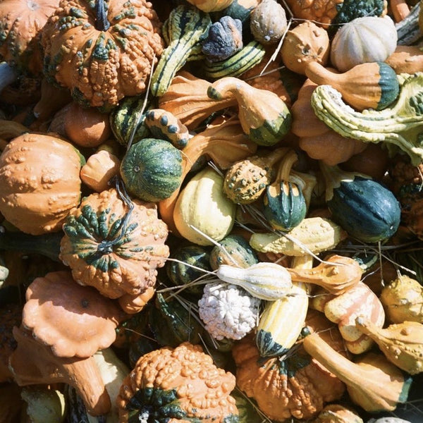 Large mixed ornamental gourds for wholesale orders in Austin