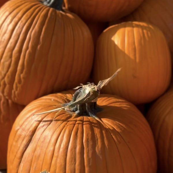 Large Jack-o-lantern carving pumpkins for wholesale orders in Austin