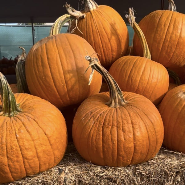 Medium Jack-o-lantern carving pumpkins for wholesale orders in Austin