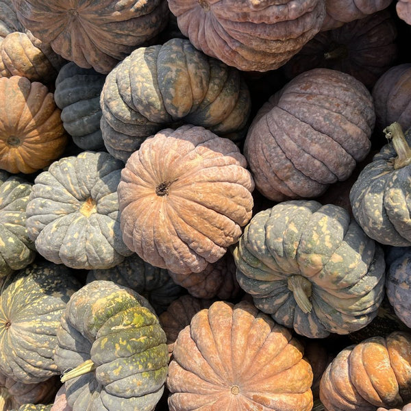 Mini Fairytale pumpkins for wholesale orders in Austin