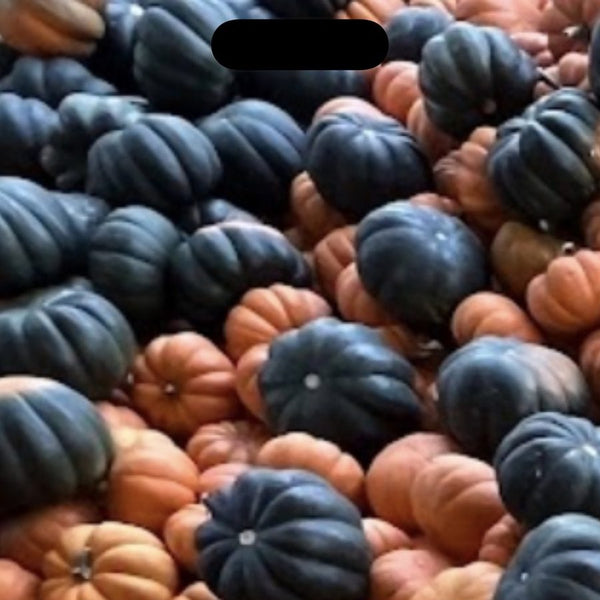 Mini Midnight blue-black pumpkins for wholesale orders in Austin