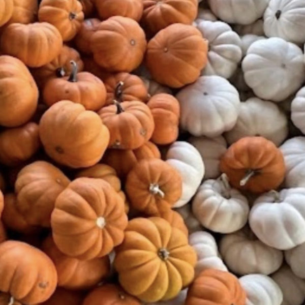 Mini orange and white pumpkins for wholesale orders in Austin