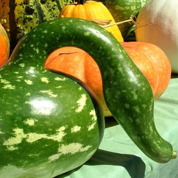 Monster long-neck gourds for wholesale orders in Austin