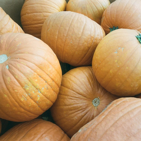 Mystic Pie pumpkins for wholesale orders in Austin