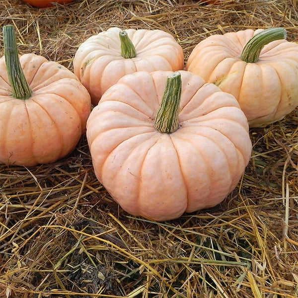 Porcelain Doll pink pumpkins for wholesale orders in Austin