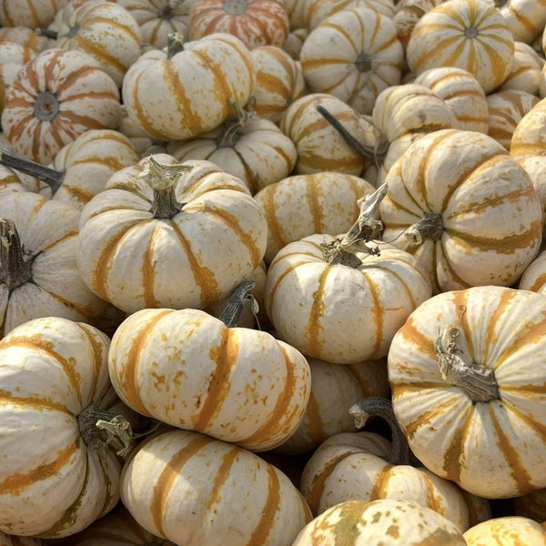 Pump-Ke-Mon striped mini pumpkins for wholesale orders in Austin