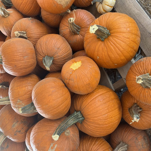 Small Jack-o-lantern carving pumpkins for wholesale orders in Austin