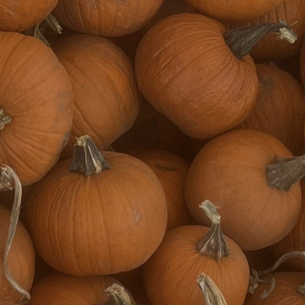 Small Pie baking pumpkins for wholesale orders in Austin