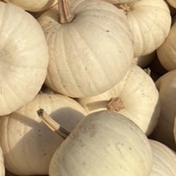 White Pie pumpkins for wholesale orders in Austin