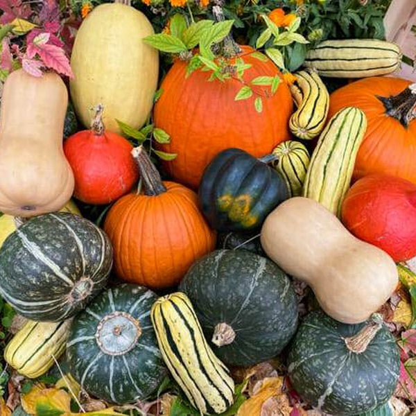 Winter squash mix for wholesale orders in Austin