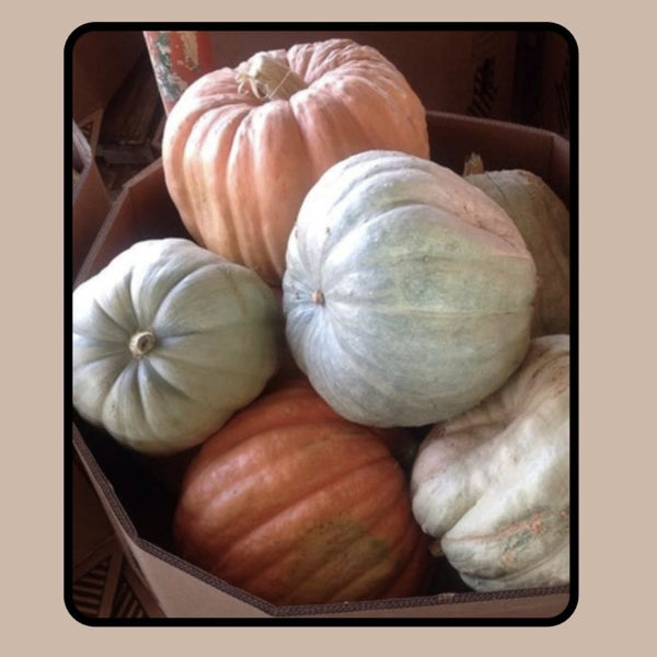 World of Color extra-large show pumpkins for wholesale orders in Austin