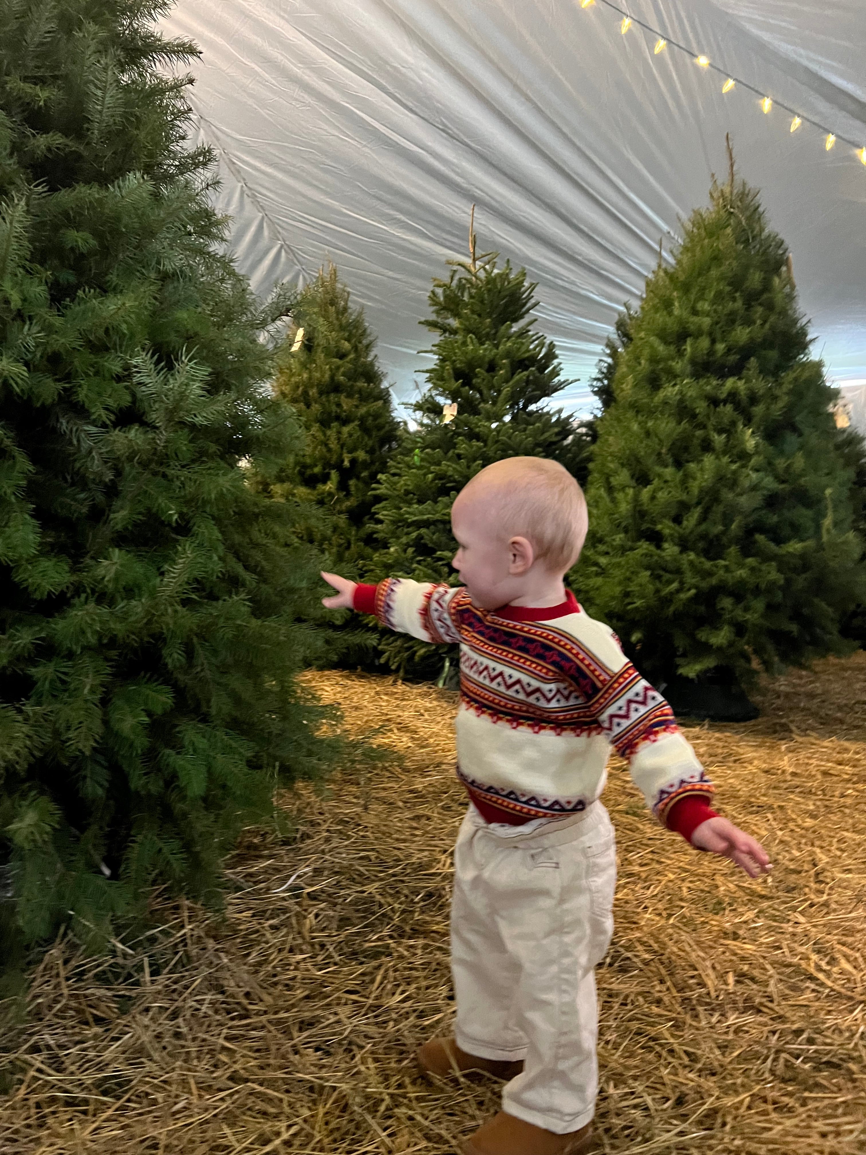 Picking a tree under the tent.